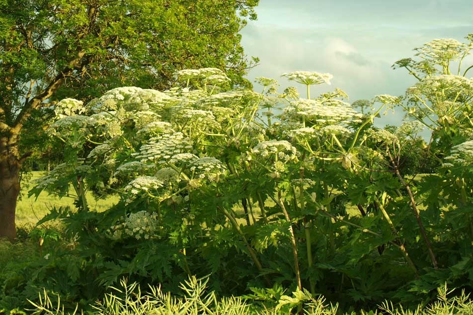 Giant Hogweed - in the park - PCA